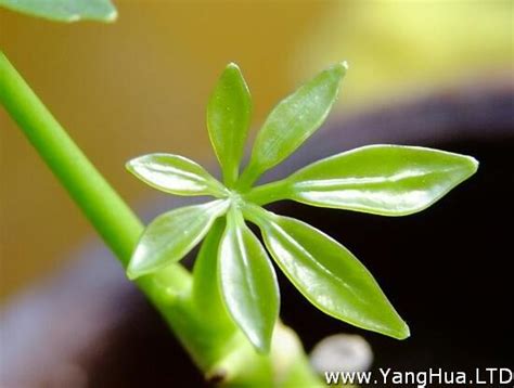 發財樹發芽|發財樹不長芽、芽點少，用上一個「催芽」小技巧，簡。